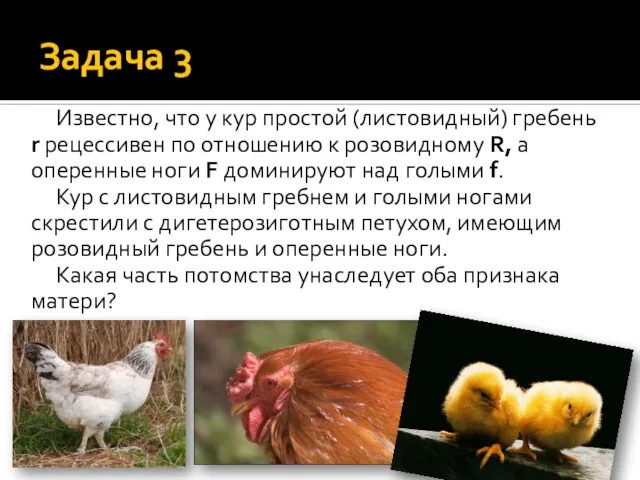 Задача 3 Известно, что у кур простой (листовидный) гребень r рецессивен