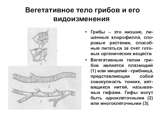 Вегетативное тело грибов и его видоизменения Грибы – это низшие, ли-шенные