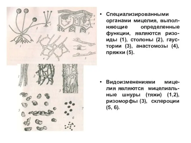 Специализированными органами мицелия, выпол-няющие определенные функции, являются ризо-иды (1), столоны (2),