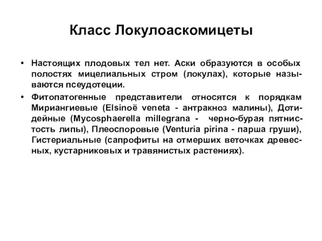 Класс Локулоаскомицеты Настоящих плодовых тел нет. Аски образуются в особых полостях