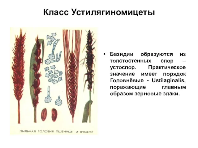 Класс Устилягиномицеты Базидии образуются из толстостенных спор – устоспор. Практическое значение