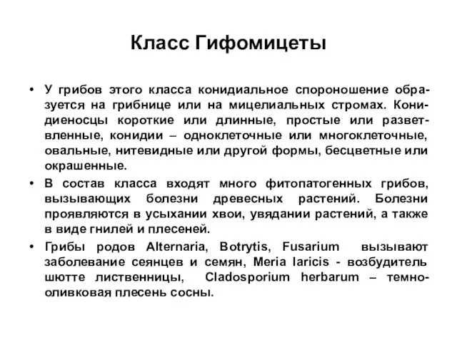 Класс Гифомицеты У грибов этого класса конидиальное спороношение обра-зуется на грибнице