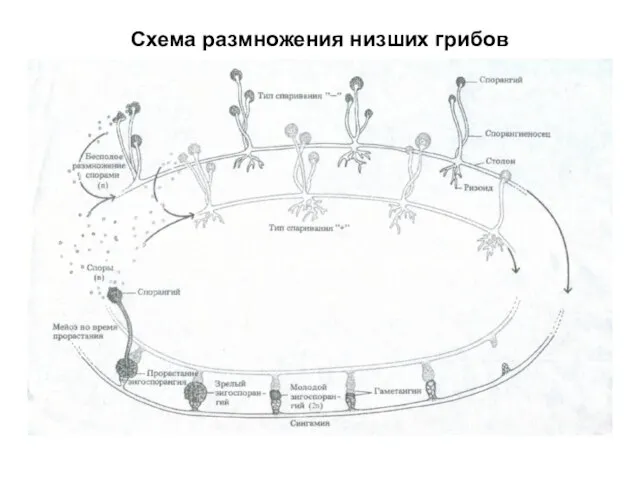 Схема размножения низших грибов