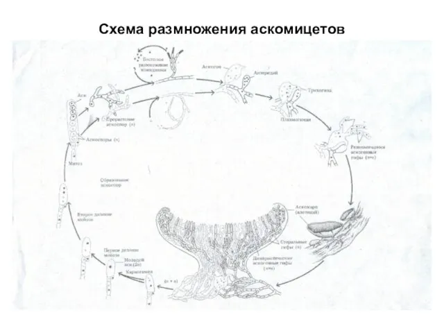 Схема размножения аскомицетов