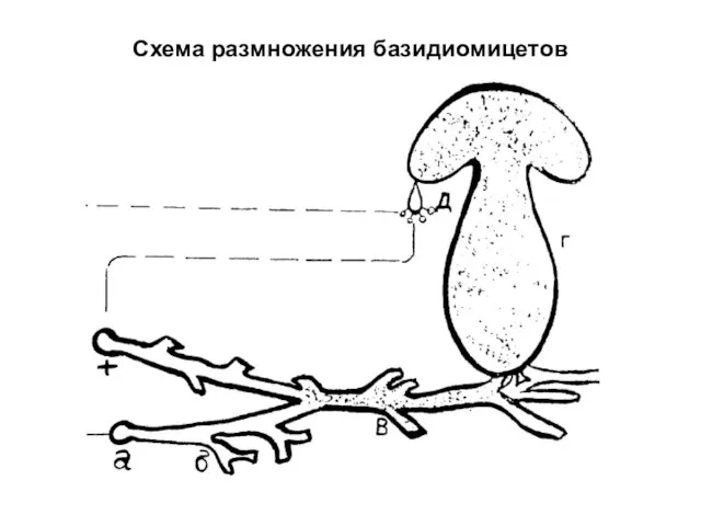 Схема размножения базидиомицетов