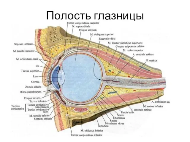 Полость глазницы