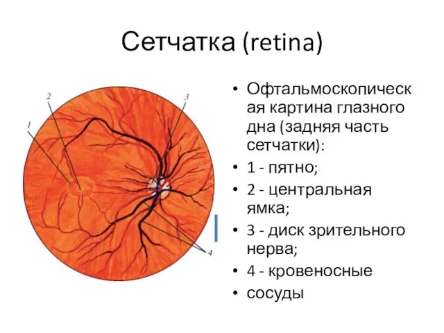 Сетчатка (retina) Офтальмоскопическая картина глазного дна (задняя часть сетчатки): 1 -