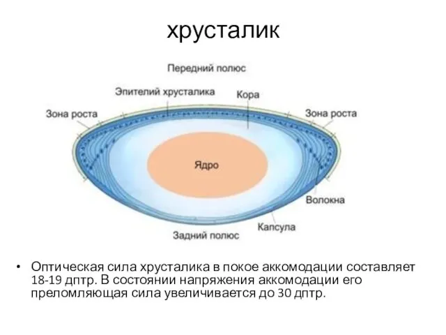 хрусталик Оптическая сила хрусталика в покое аккомодации составляет 18-19 дптр. В