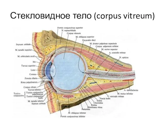 Стекловидное тело (corpus vitreum)