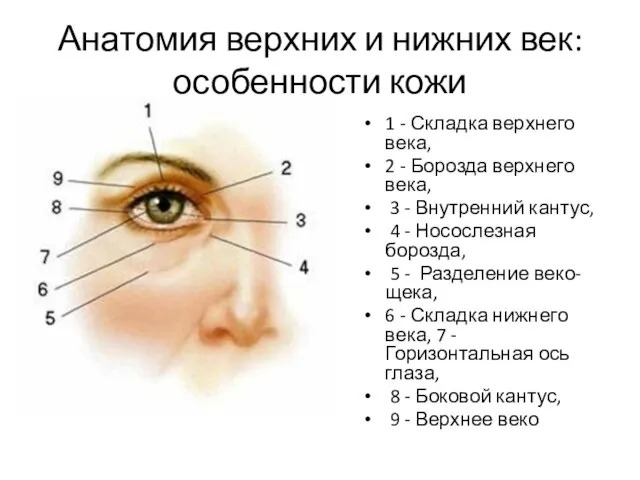 Анатомия верхних и нижних век: особенности кожи 1 - Складка верхнего