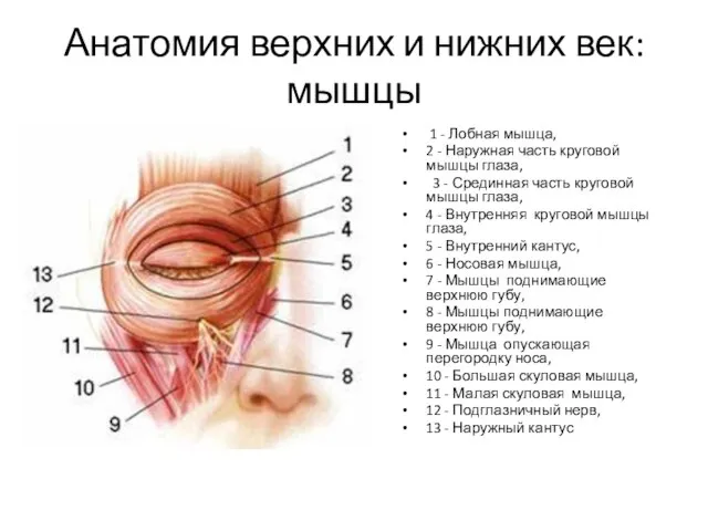 Анатомия верхних и нижних век: мышцы 1 - Лобная мышца, 2