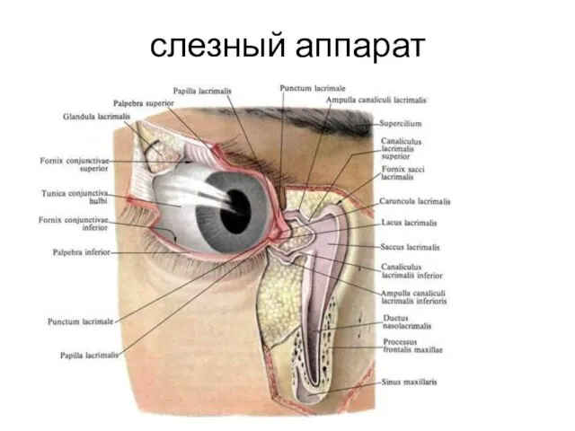 слезный аппарат