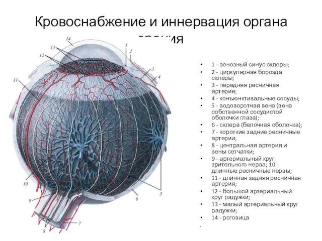 Кровоснабжение и иннервация органа зрения 1 - венозный синус склеры; 2