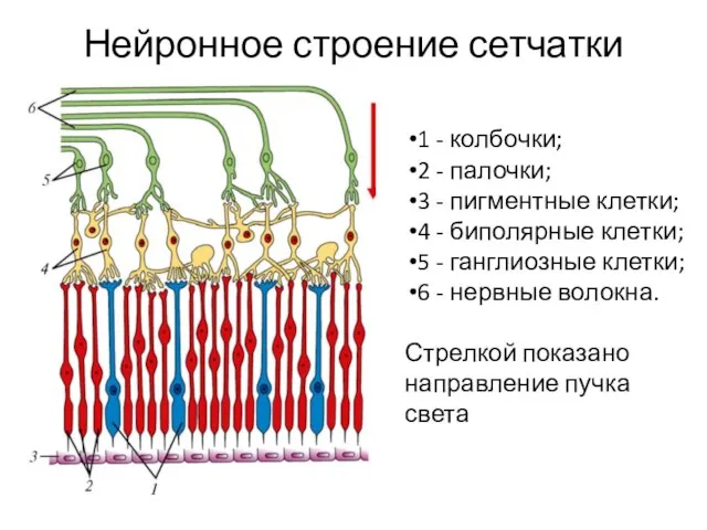 Нейронное строение сетчатки 1 - колбочки; 2 - палочки; 3 -