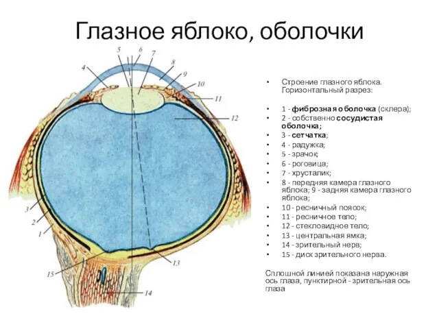 Глазное яблоко, оболочки Строение глазного яблока. Горизонтальный разрез: 1 - фиброзная