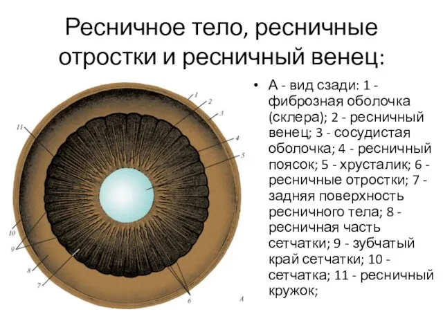 Ресничное тело, ресничные отростки и ресничный венец: А - вид сзади: