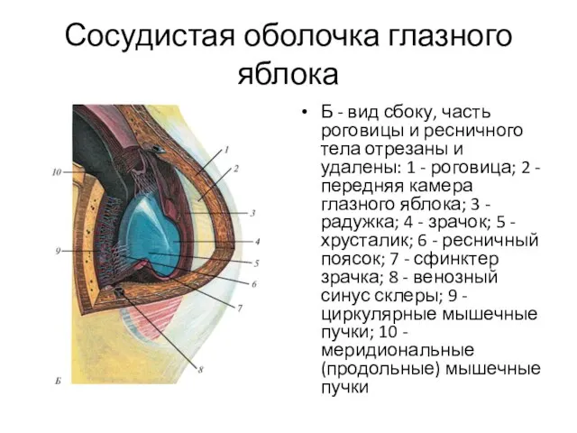 Сосудистая оболочка глазного яблока Б - вид сбоку, часть роговицы и