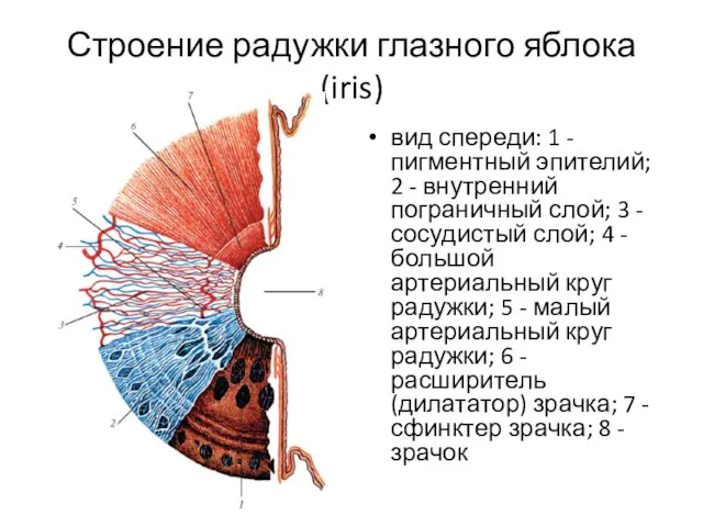 Строение радужки глазного яблока (iris) вид спереди: 1 - пигментный эпителий;