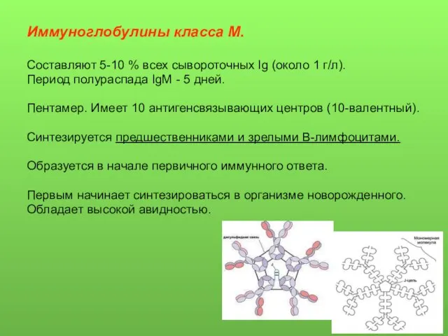 Иммуноглобулины класса М. Составляют 5-10 % всех сывороточных Ig (около 1