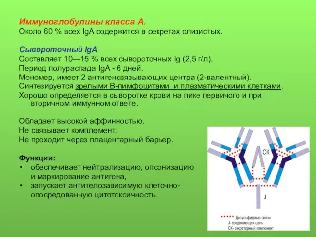 Иммуноглобулины класса А. Около 60 % всех IgA содержится в секретах