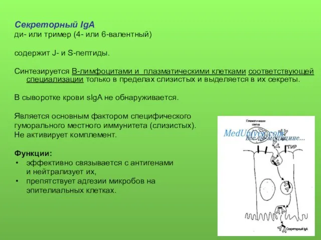 Секреторный IgA ди- или тример (4- или 6-валентный) содержит J- и