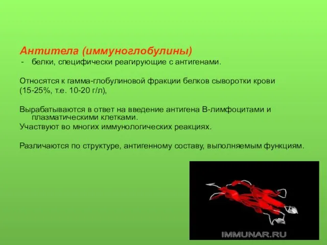 Антитела (иммуноглобулины) белки, специфически реагирующие с антигенами. Относятся к гамма-глобулиновой фракции