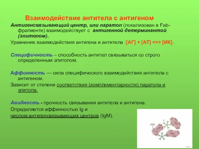 Взаимодействие антитела с антигеном Антигенсвязывающий центр, или паратоп (локализован в Fab-фрагменте)