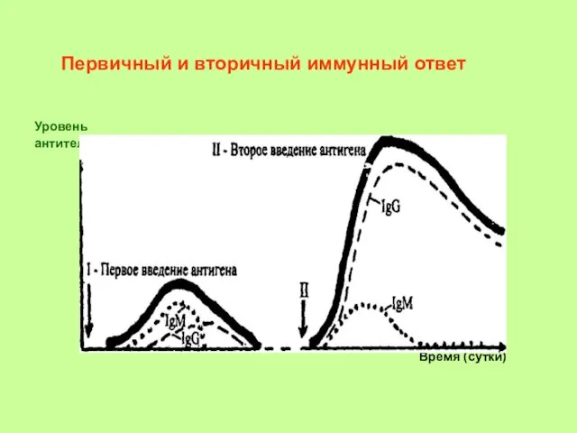 Первичный и вторичный иммунный ответ Уровень антител Время (сутки)