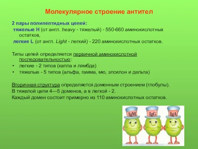 Молекулярное строение антител 2 пары полипептидных цепей: тяжелые Н (от англ.