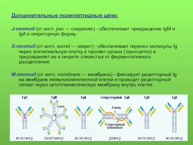 Дополнительные полипептидные цепи: J-пептид (от англ. join — соединяю) - обеспечивает