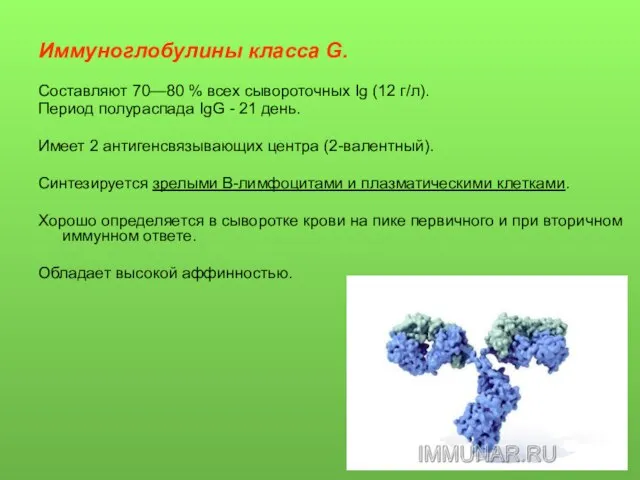 Иммуноглобулины класса G. Составляют 70—80 % всех сывороточных Ig (12 г/л).