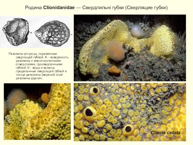 Родина Clionidanidae — Свердлильні губки (Сверлящие губки) Раковины устрицы, пораженные сверлящей