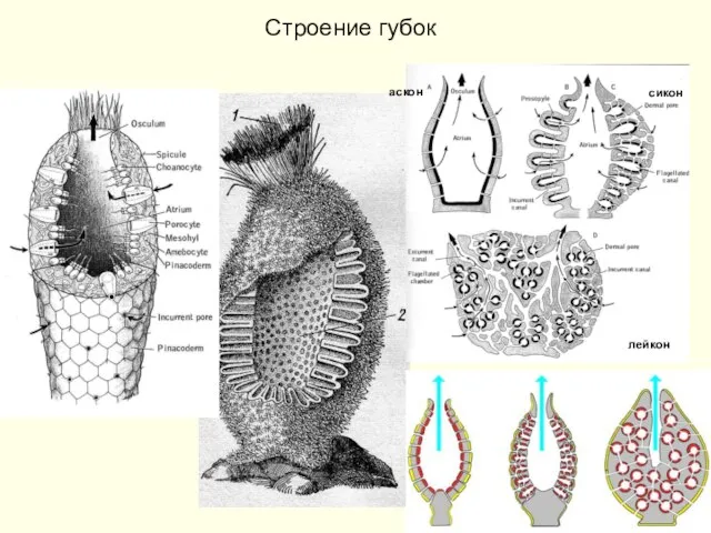 Строение губок аскон сикон лейкон