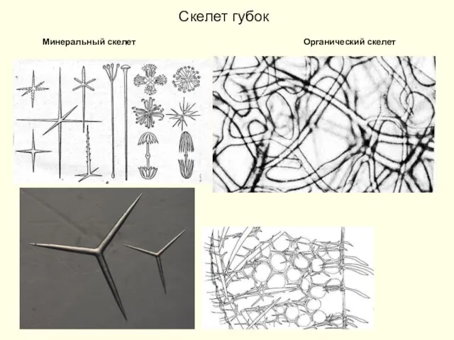 Скелет губок Минеральный скелет Органический скелет
