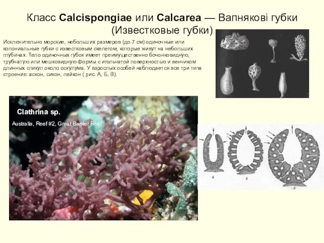 Класс Calcispongiae или Calcarea — Вапнякові губки (Известковые губки) Исключительно морские,