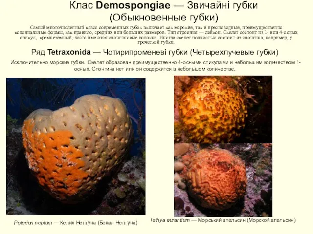 Клас Demospongiae — Звичайні губки (Обыкновенные губки) Самый многочисленный класс современных