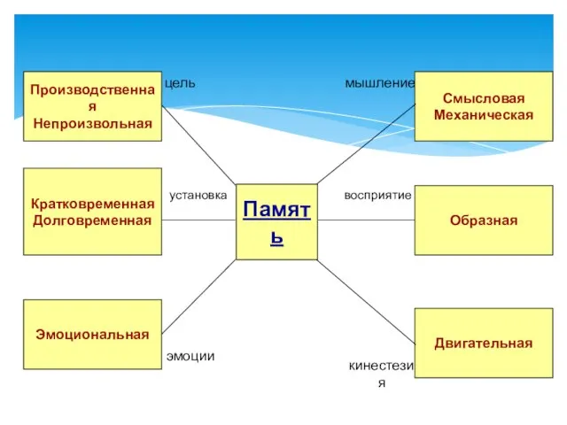 Память цель установка эмоции Производственная Непроизвольная Кратковременная Долговременная Образная Эмоциональная Смысловая Механическая Двигательная мышление восприятие кинестезия