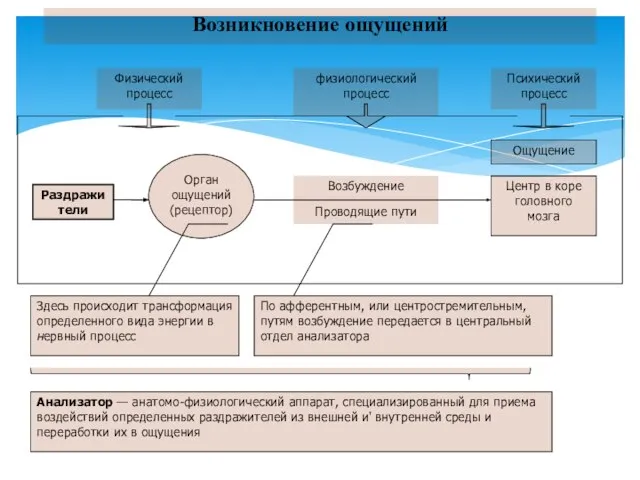 Возбуждение Проводящие пути Возникновение ощущений Раздражители физиологический процесс Орган ощущений (рецептор)