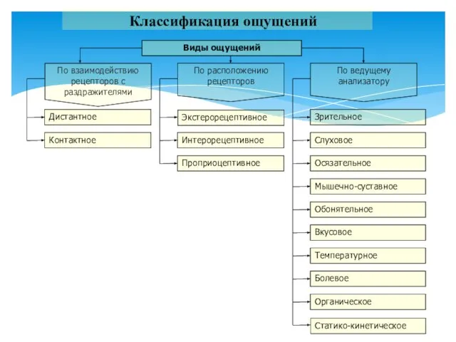 Дистантное Контактное Экстерорецептивное Интерорецептивное Проприоцептивное По взаимодействию рецепторов с раздражителями Зрительное