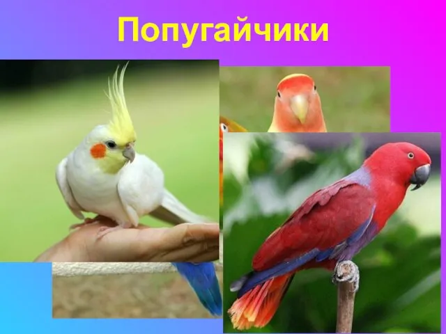 Попугайчики