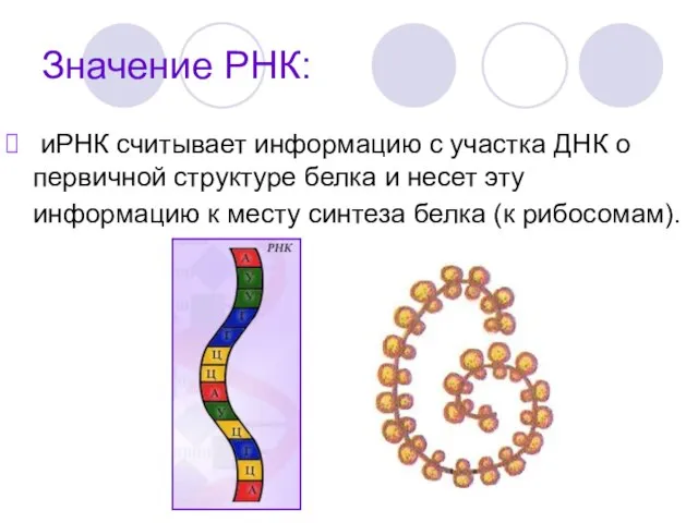 Значение РНК: иРНК считывает информацию с участка ДНК о первичной структуре