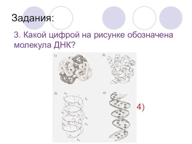 Задания: 3. Какой цифрой на рисунке обозначена молекула ДНК? 4)