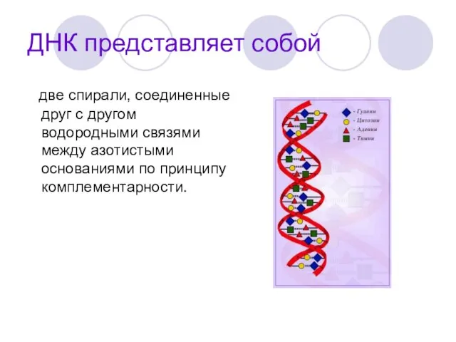 ДНК представляет собой две спирали, соединенные друг с другом водородными связями