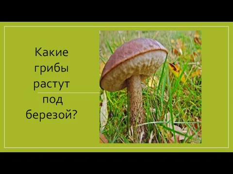 Какие грибы растут под березой?