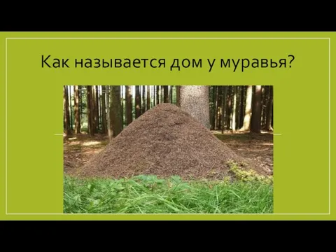 Как называется дом у муравья?