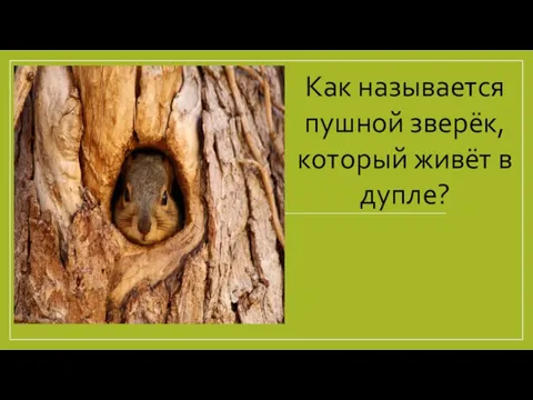 Как называется пушной зверёк, который живёт в дупле?