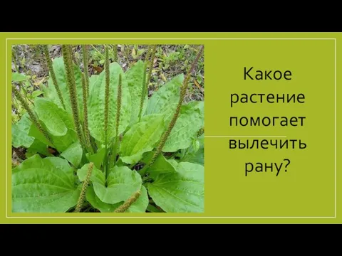 Какое растение помогает вылечить рану?