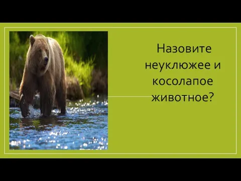 Назовите неуклюжее и косолапое животное?