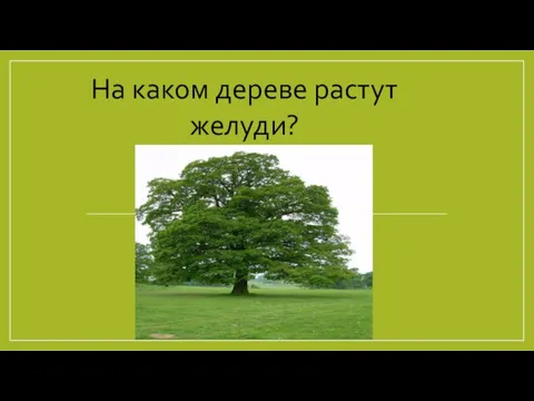 На каком дереве растут желуди?