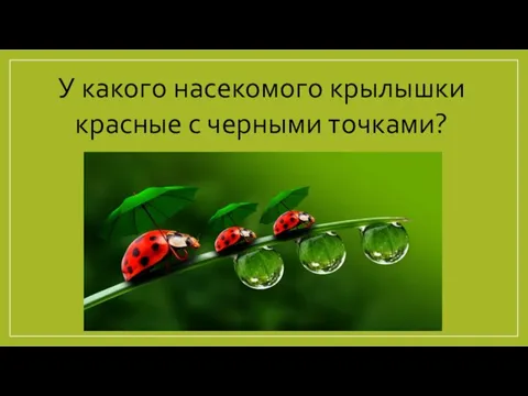 У какого насекомого крылышки красные с черными точками?